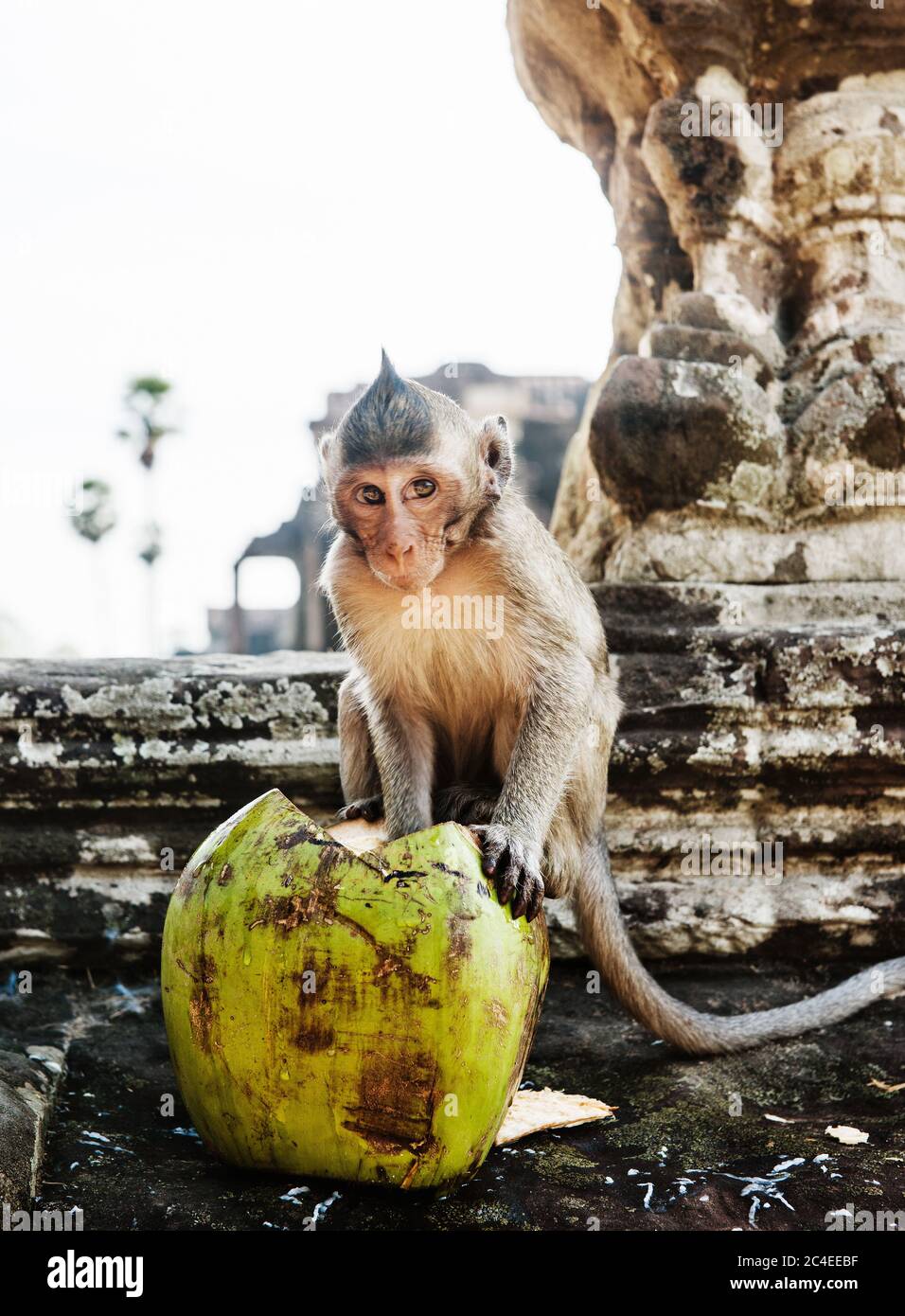 Scimmia mangiare cocco, Angkor wat, Siem Reap, cambogia, Sud-est asiatico Foto Stock