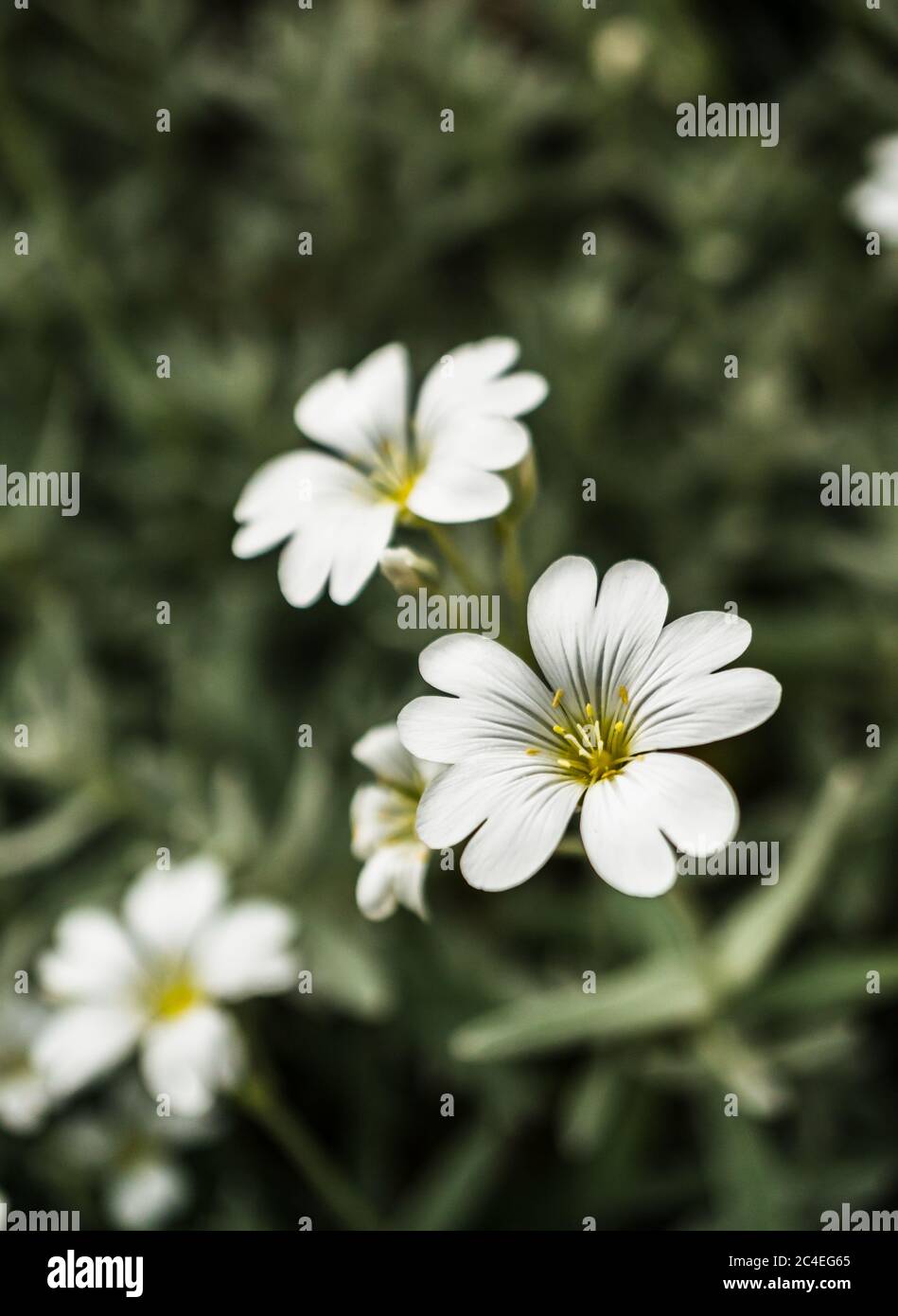 Fuoco selettivo verticale di grandi fiori di Stitchwort bianchi Foto Stock