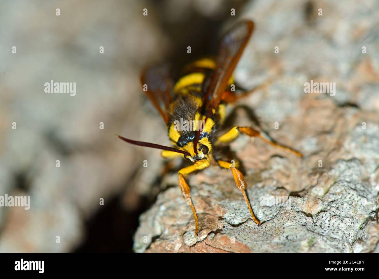 Hornet Moth (Sesia apiformis) poggiante su un tronco di albero Foto Stock