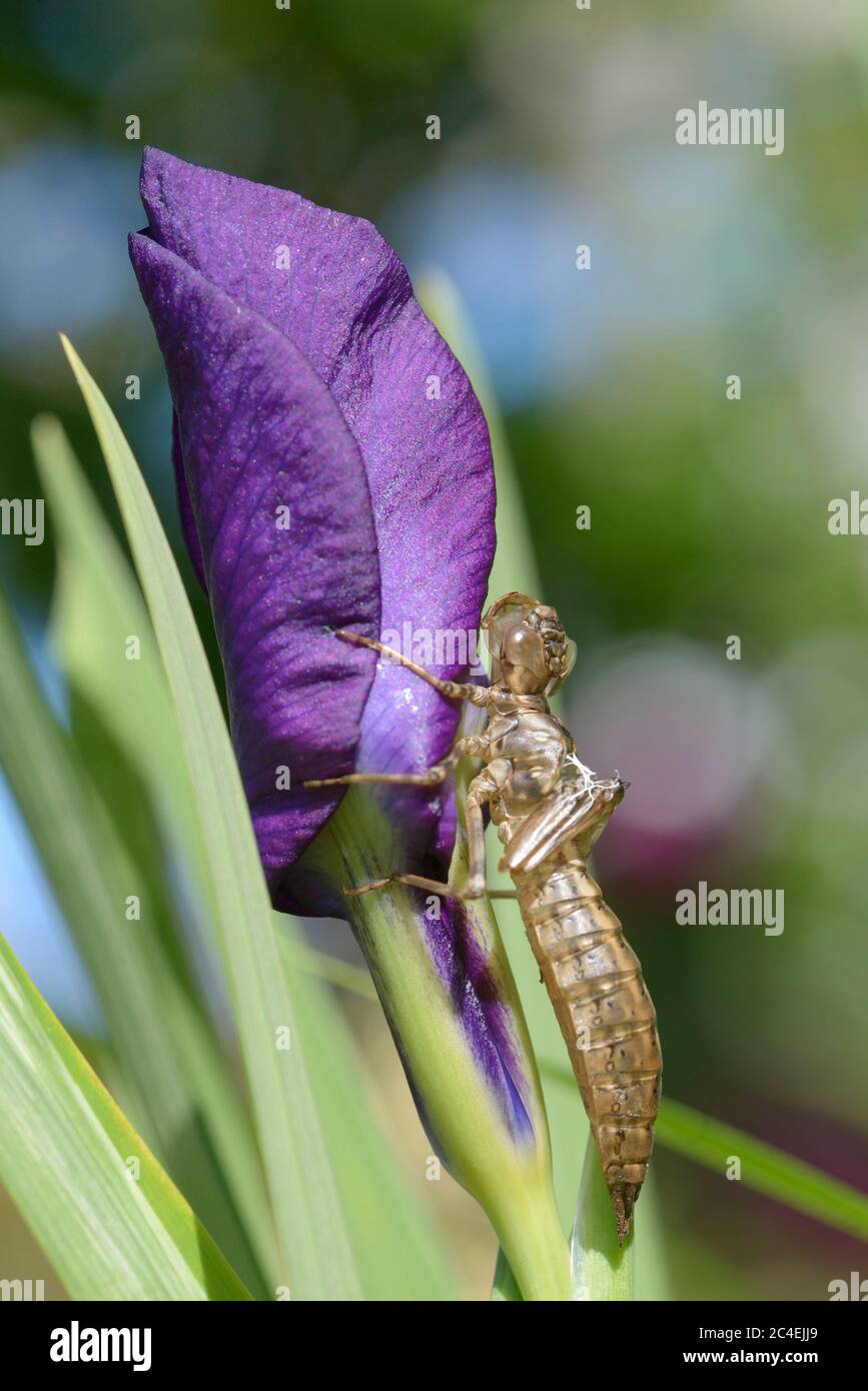 Southern Hawker Dragonfly (Aeshna cyanea) pelle di ninfa vuota su un fiore di iride dopo che l'adulto è emerso Foto Stock