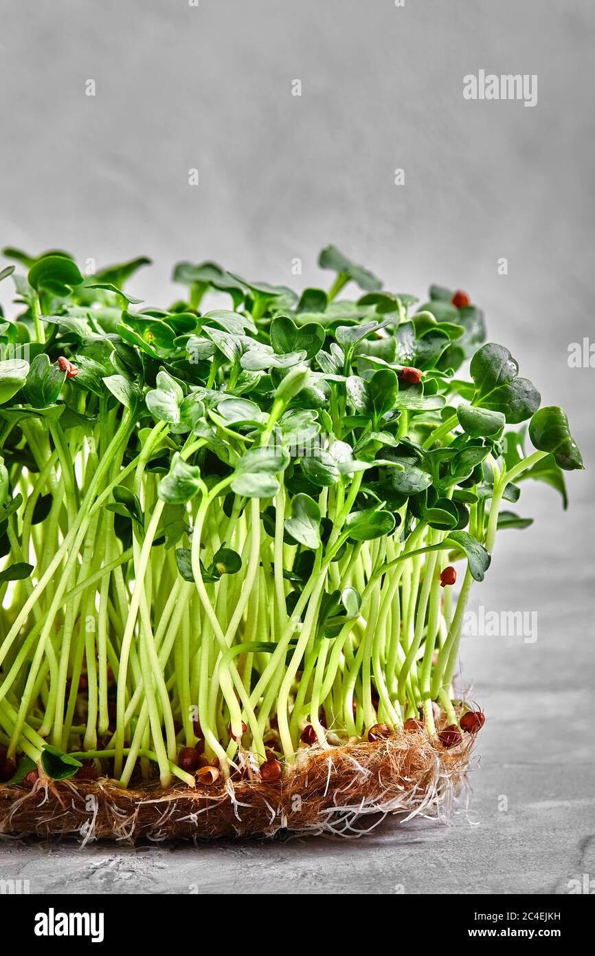 Piselli micrograni con semi e radici. Germogliare i micro green su gatti Jute Microgreens Grow. Germogliare i micrograni sui tappetini biodegradabili della canapa Foto Stock
