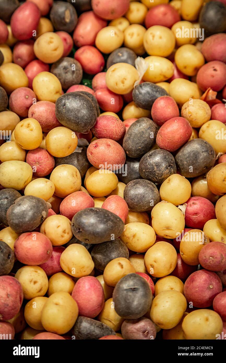 Un'abbondanza di patate rosse, viola e bianche per la vendita su una bancarella di mercato Foto Stock
