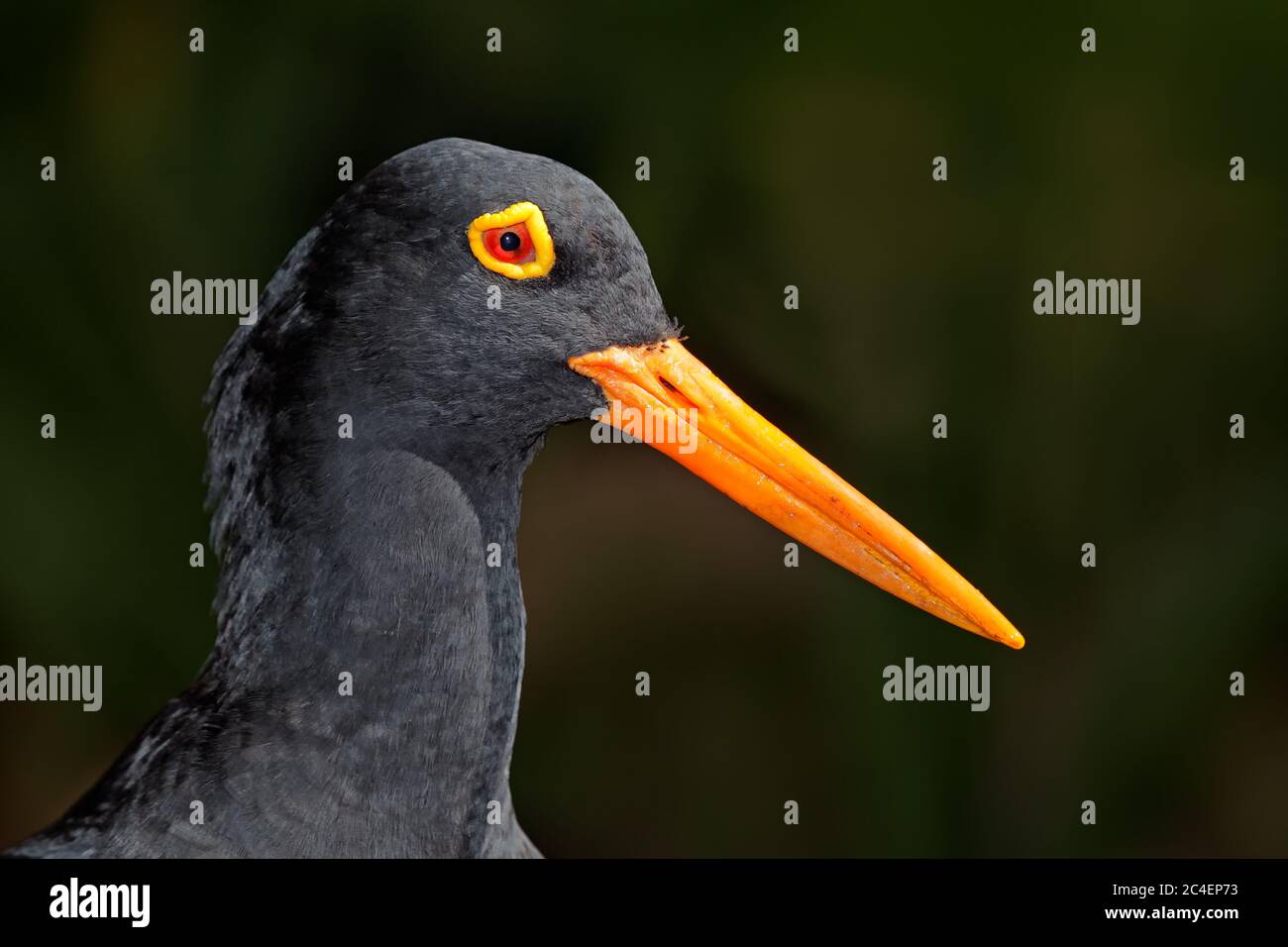 Ritratto di un raro ostrystercatcher nero africano (Haematopus moquini) su nero, Sudafrica Foto Stock