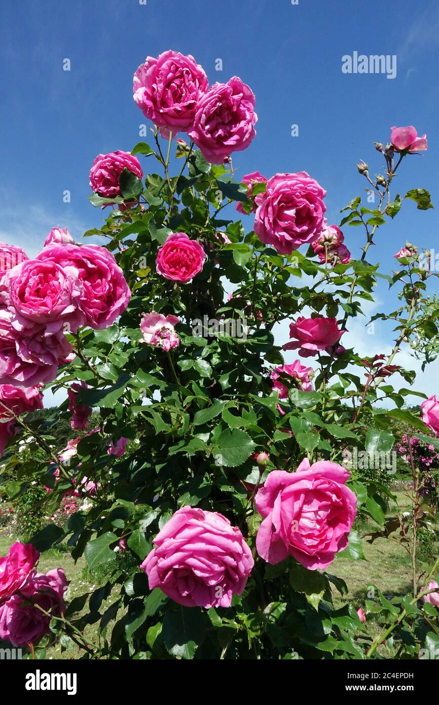 Rosa Rambler, rosa rosa rosa sfilata rosa rosa rosa rosa rosa rosa che cresce Foto Stock