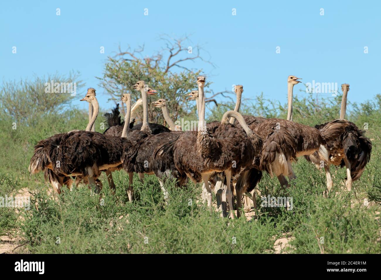 Gruppo di struzzi (Struthio camelus) in habitat naturale, deserto Kalahari, Sud Africa Foto Stock