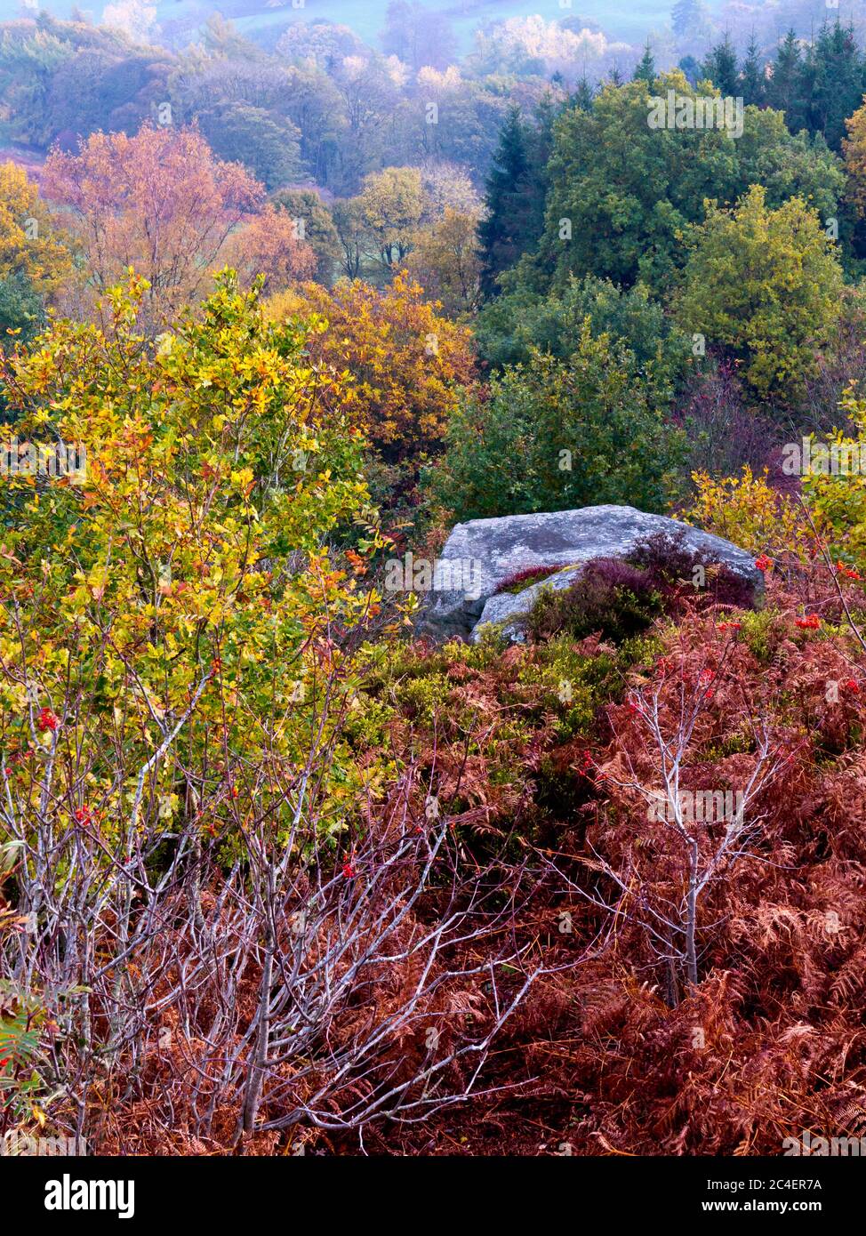 Alberi d'autunno su Stanton Moor vicino a Bakewell nel Peak District National Park Derbyshire Inghilterra Regno Unito Foto Stock