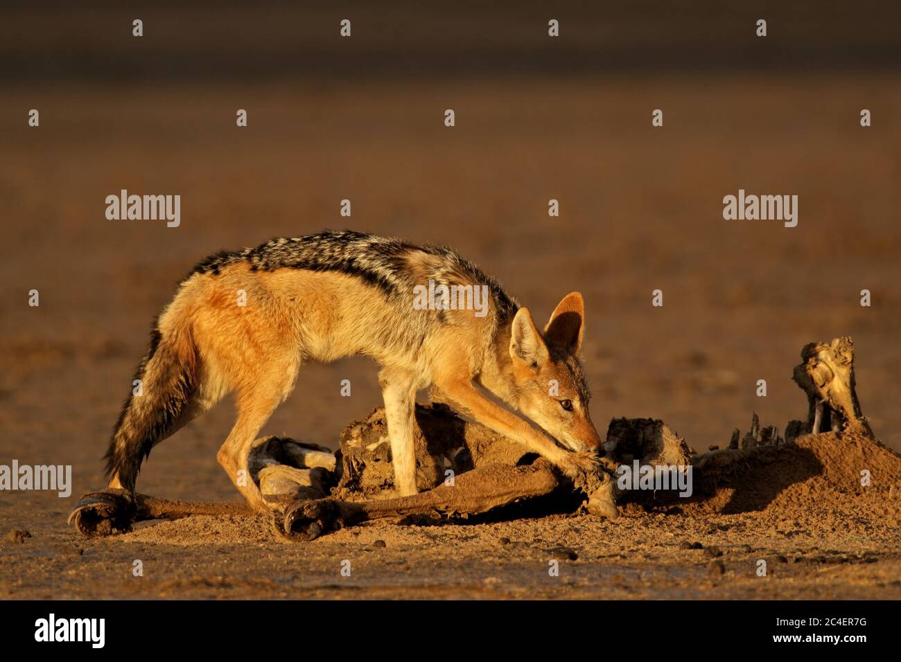Jackals con supporto nero (Canis mesomelas) che scavengeva i resti di un antilope, Kalahari, Sudafrica Foto Stock