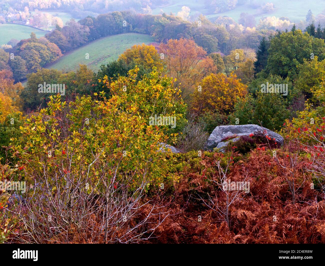 Alberi d'autunno su Stanton Moor vicino a Bakewell nel Peak District National Park Derbyshire Inghilterra Regno Unito Foto Stock