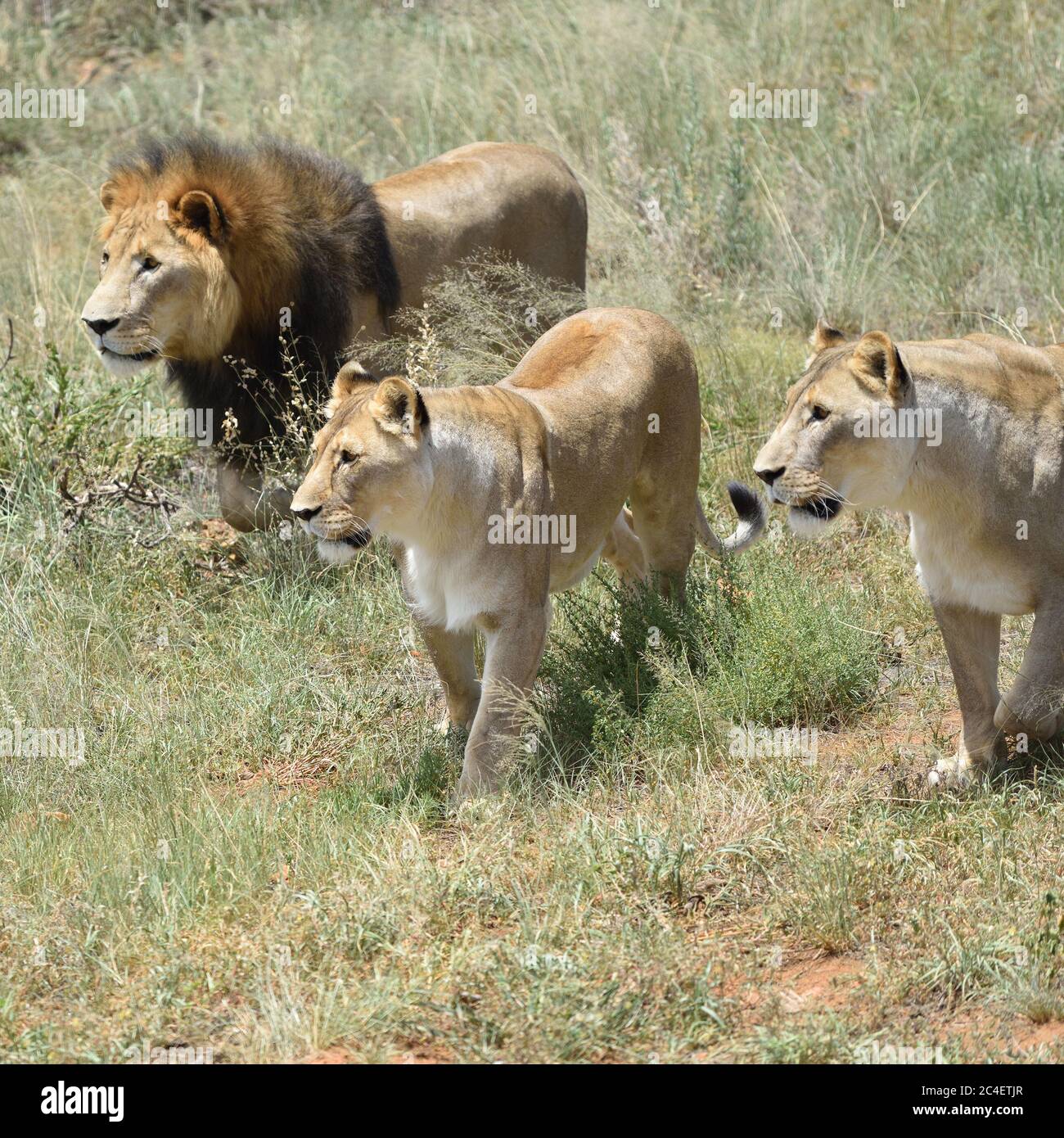 Orgoglio dei leoni sulla caccia. Leone e due leonesse pronti ad attaccare nel cespuglio africano, la Namibia Foto Stock