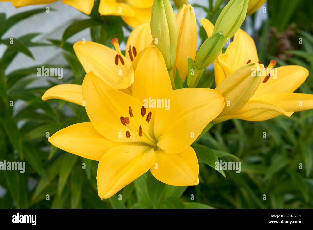 Primo piano di un fiore giallo di giglio asiatico, specie di Lilium (lilium asiatica), che fiorisce all'inizio dell'estate Foto Stock