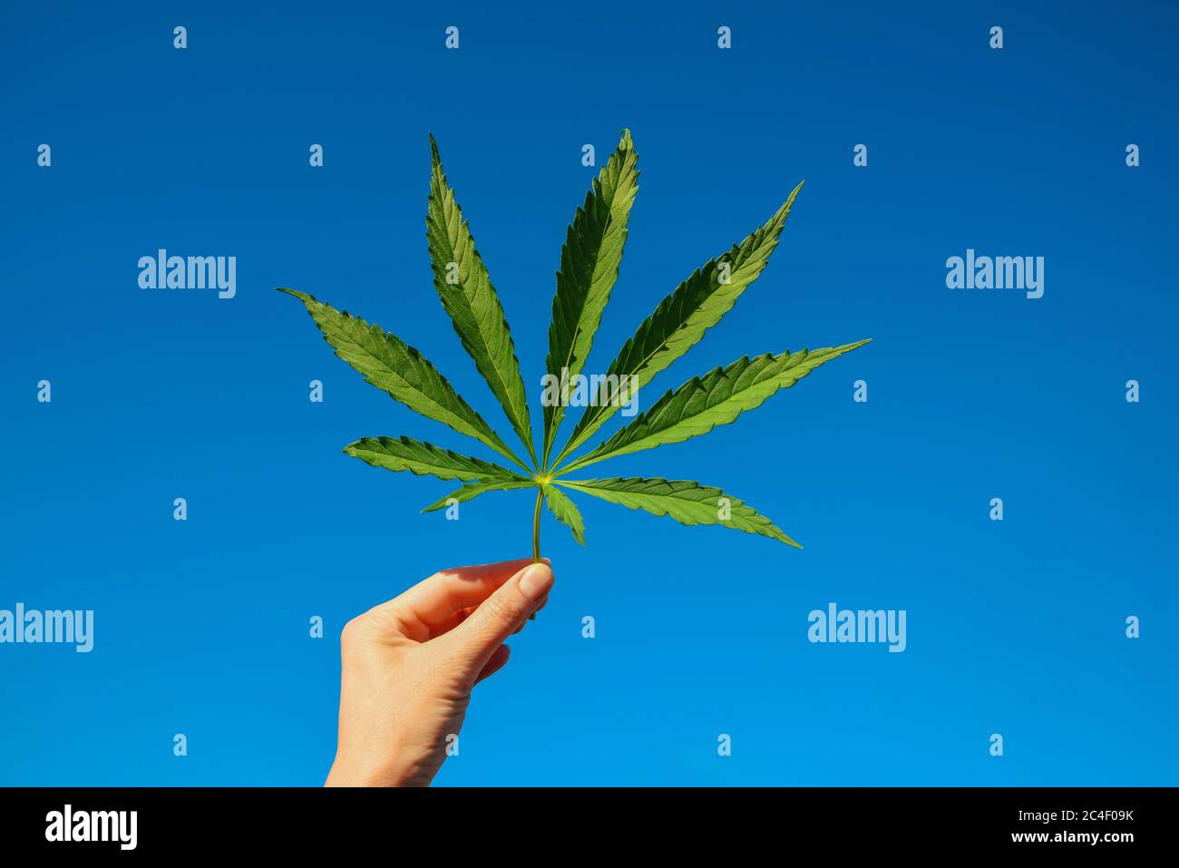 Foglia verde grande di cannabis in mano contro il cielo. Concetto per la coltivazione della marijuana Foto Stock