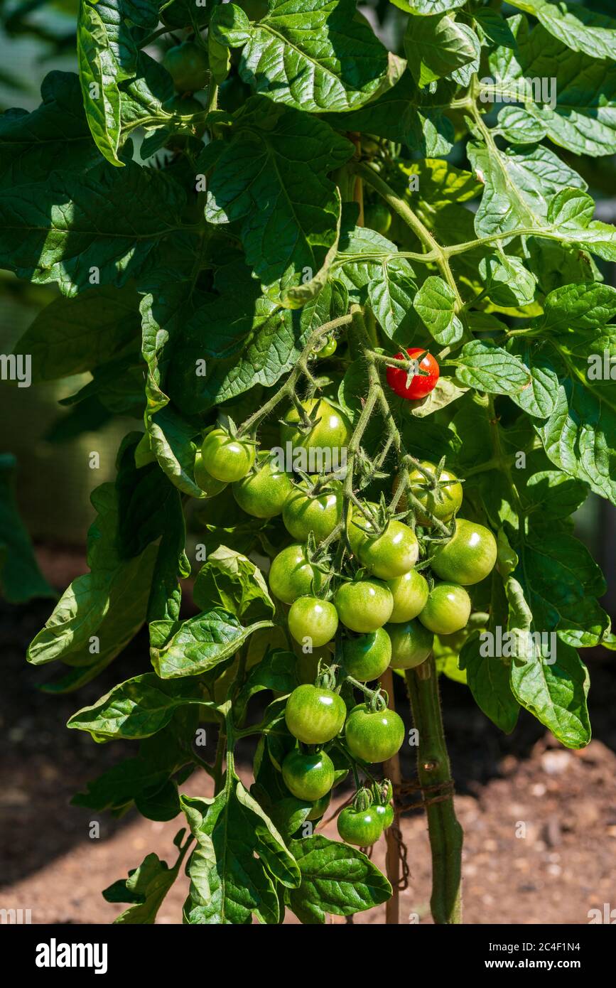 Pomodori, 'Gardeners Delight' varietà che cresce sul vino, giugno, Surrey, Regno Unito Foto Stock