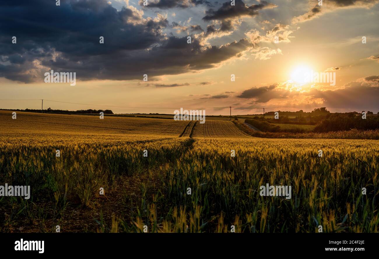 Sole che scende al di sopra di raccolti vicino a Fiffield, Oxfordshire, Regno Unito Foto Stock Sole che scende al di sopra di raccolti vicino a Fiffield, Oxfordshire, Regno Unito Foto Stock