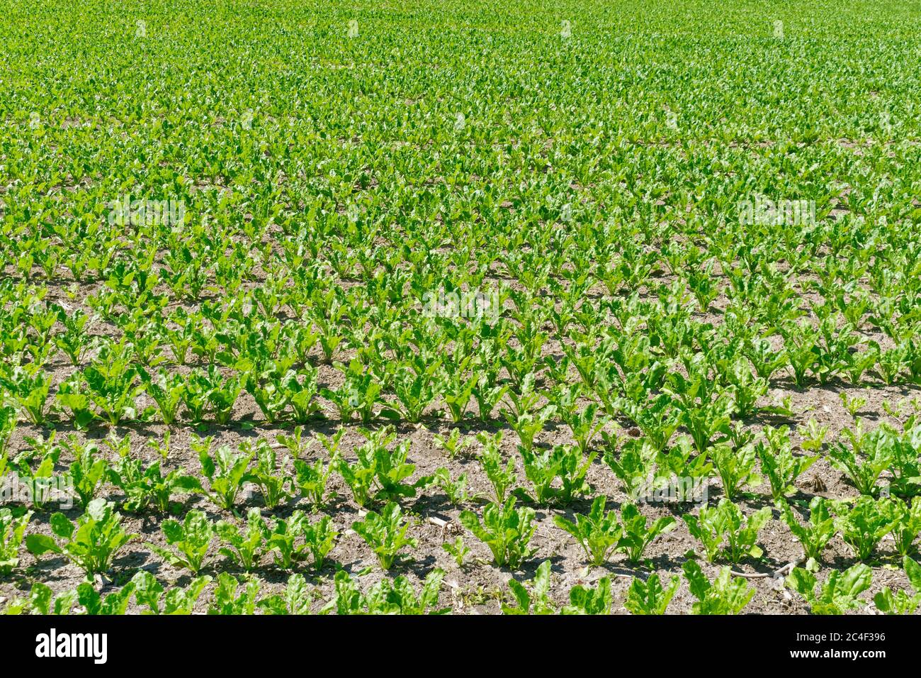 Piante che crescono sul grande campo agricolo in campagna Foto Stock