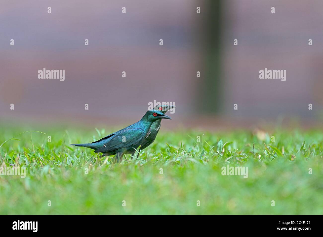Stelle lucide a Kuala lumpur Foto Stock