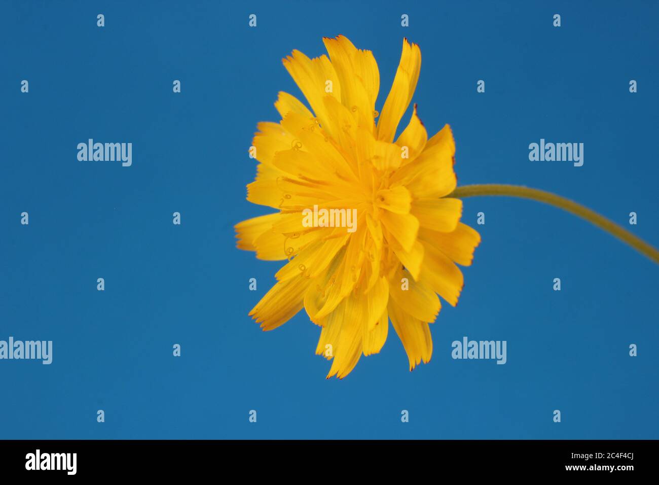 Tarassaco contro uno sfondo blu Foto Stock