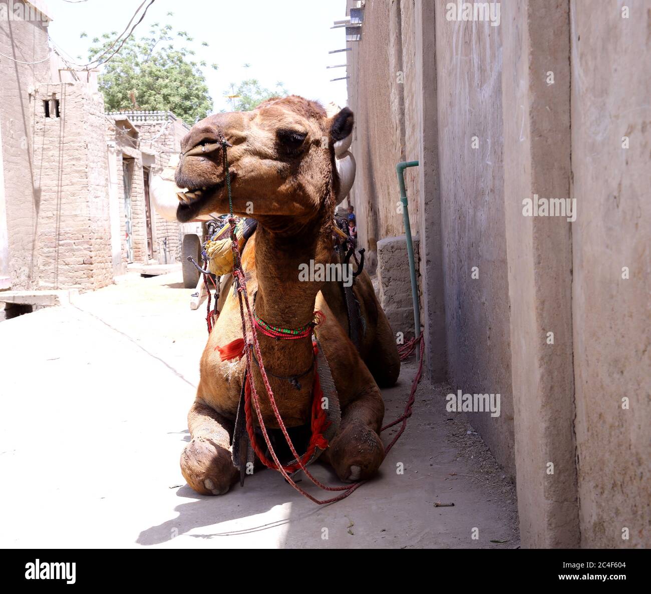 Cammello a gobba singolo domesticated Camelus dromedarius seduto nella strada a nel villaggio di Tharparkar, Sindh. Usato come animale di tiraggio. Foto Stock