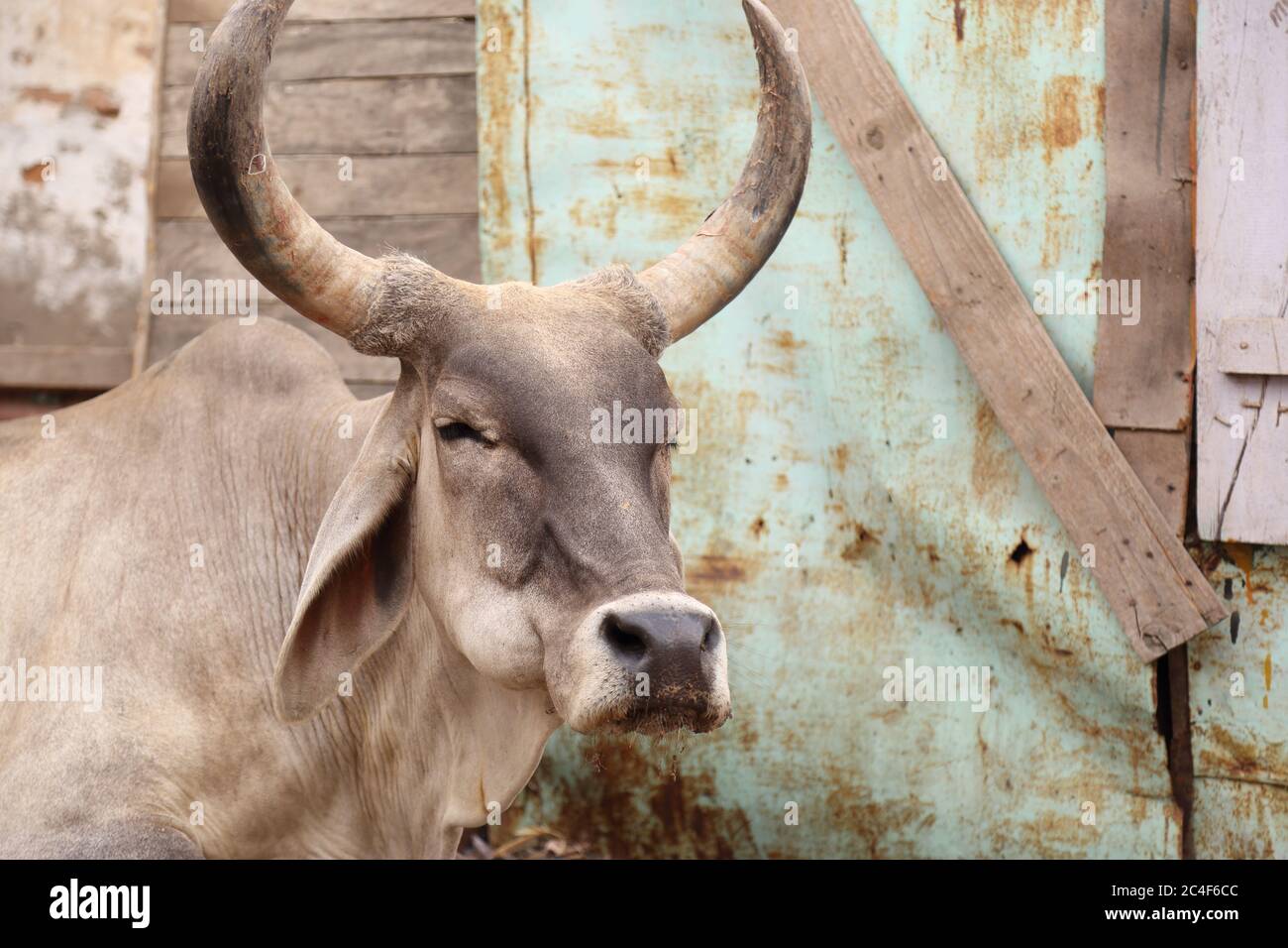 Grande toro bianco di razza Sindhi con corna lunghe in un villaggio a Tharparkar, Sindh. Questa razza è di costruzione media a grande ed ha pelle bianca a grigia. Foto Stock