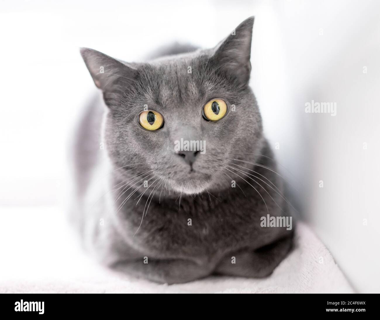 Un gatto shorthair grigio seduto in una "posizione di pane" con le zampe nascosto sotto il suo corpo Foto Stock
