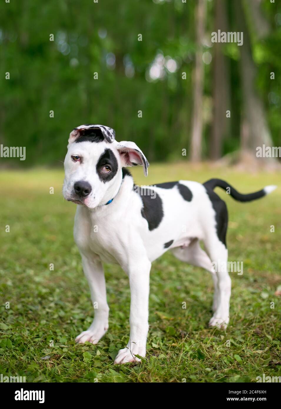 Un cucciolo macchiato bianco e nero con orecchie floppy che guardano la telecamera con un'inclinazione della testa Foto Stock