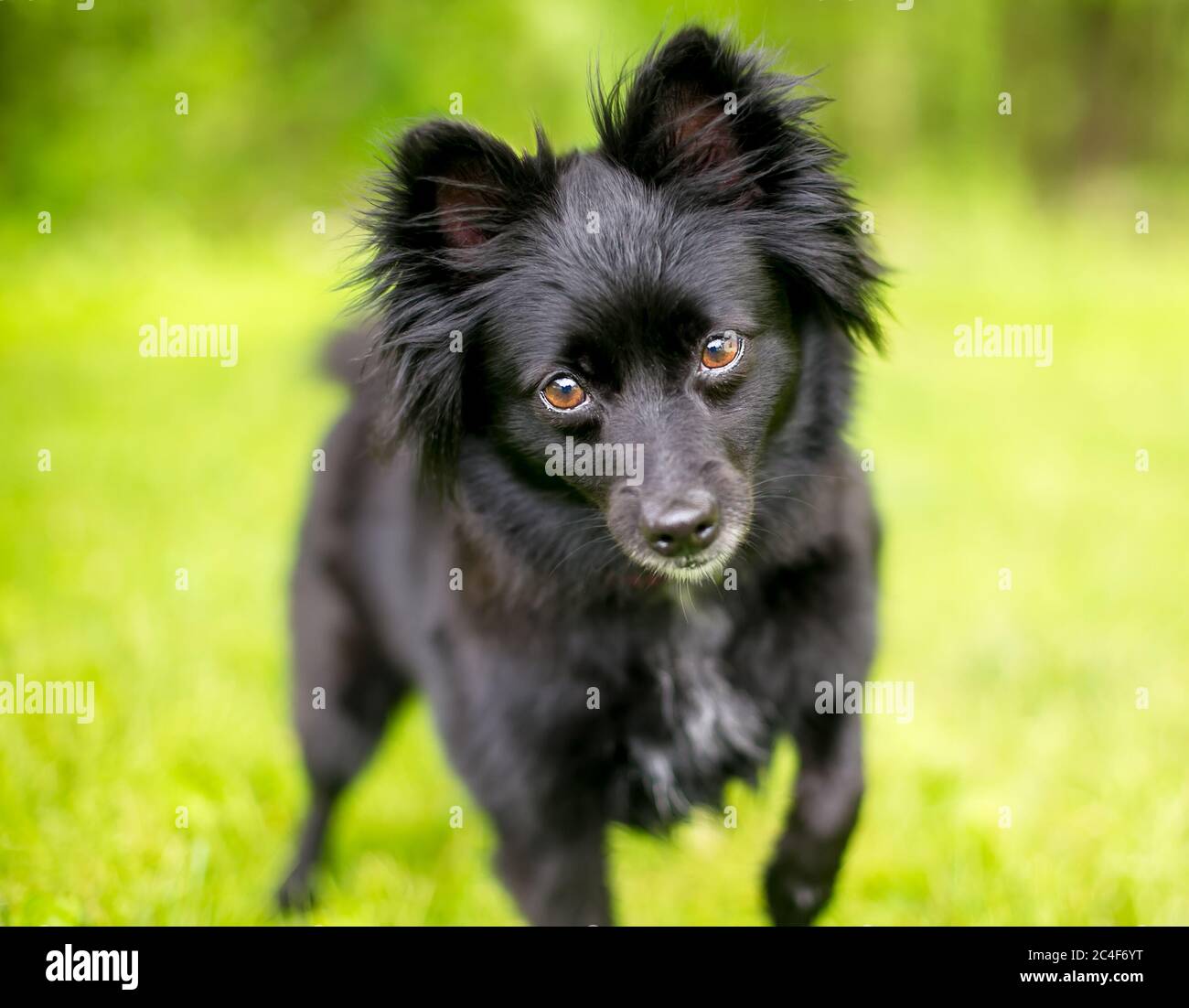 Un cane nero Schipperke misto razza guardando la fotocamera Foto Stock
