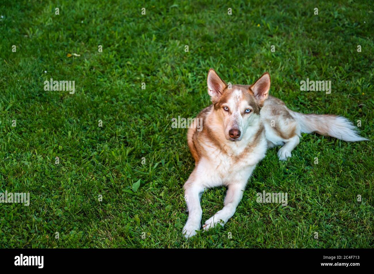 Scatto ad alto angolo di un saarloos marrone wolfdog sdraiato su il terreno coperto in erba di giorno Foto Stock
