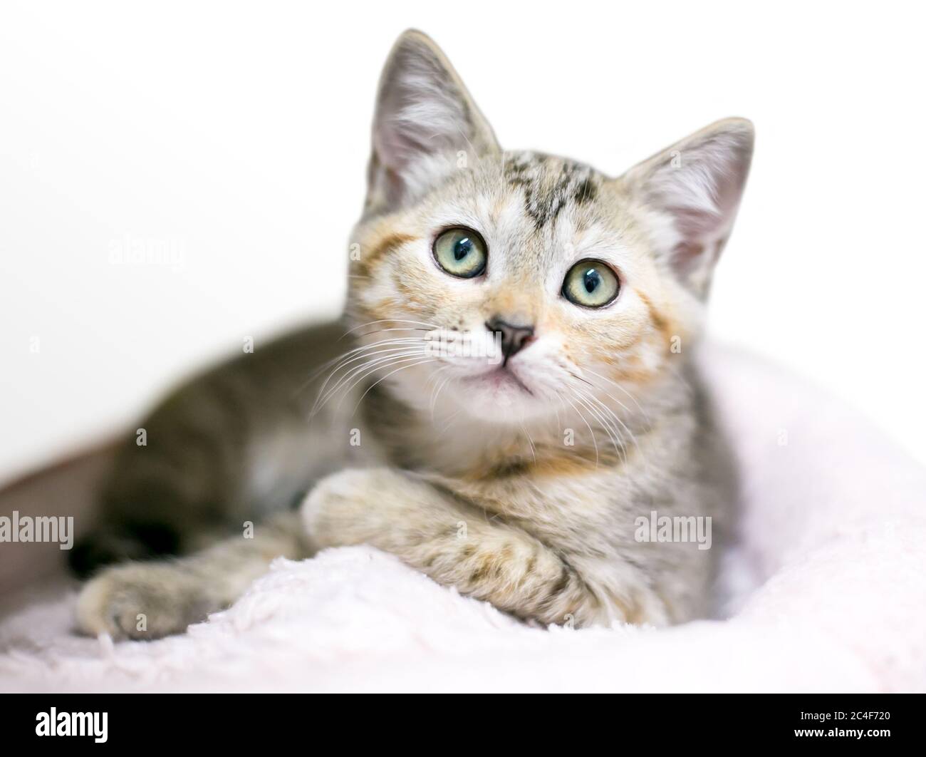 Un calico tabby gattino steso su una coperta in posizione rilassata Foto Stock