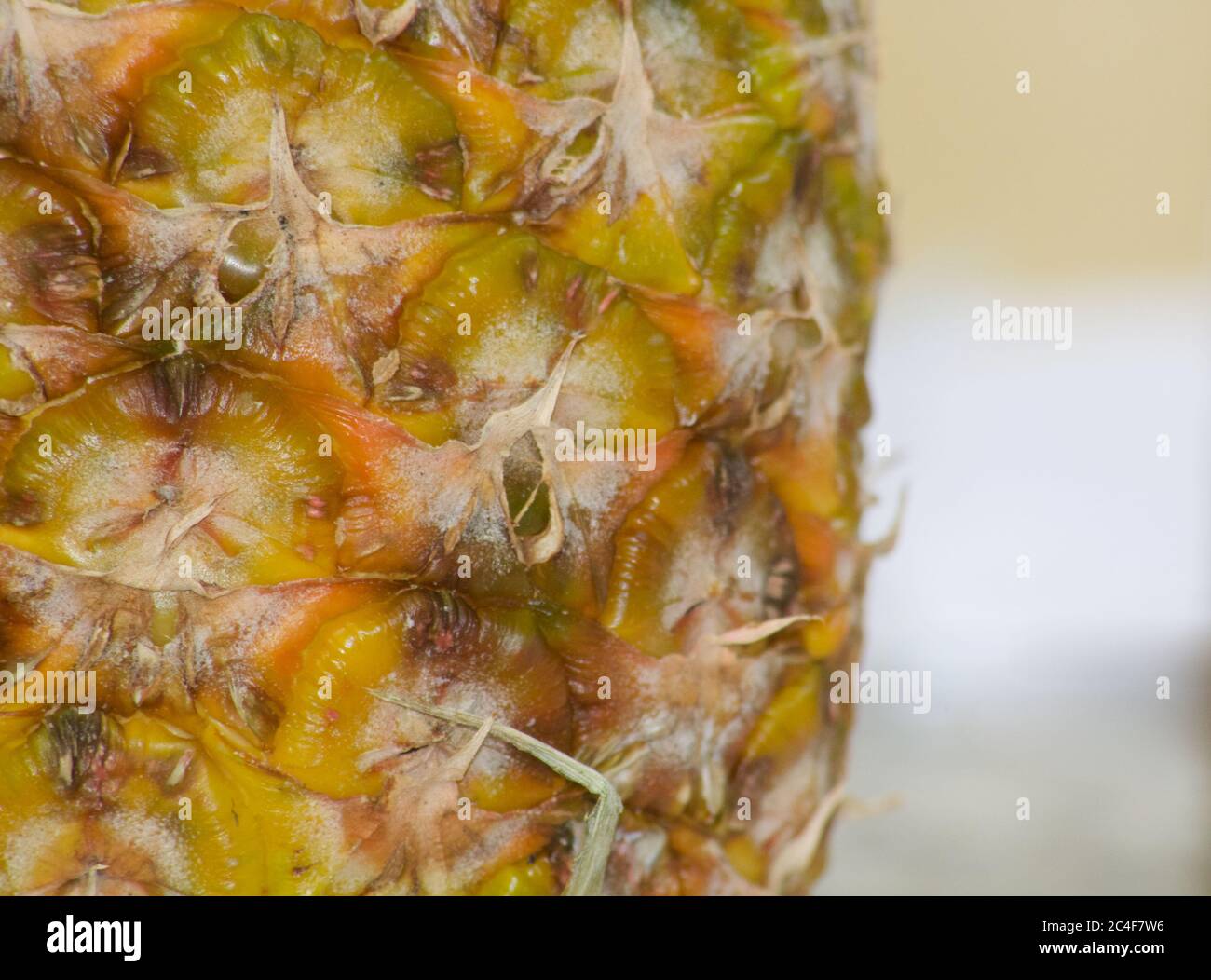 Primo piano di ananas giallo scuro che mostra i dettagli con lo spazio di copia Foto Stock