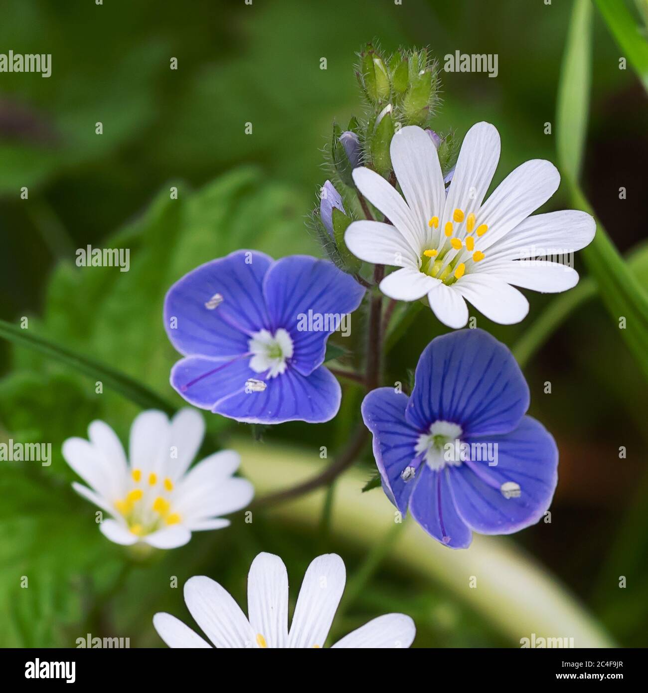 Primo piano di piccoli fiori di bosco per il tuo disegno botanico. Il concetto di primavera, estate, giorno della donna, giorno di San Valentino, matrimonio, festa, compleanno. Ma Foto Stock
