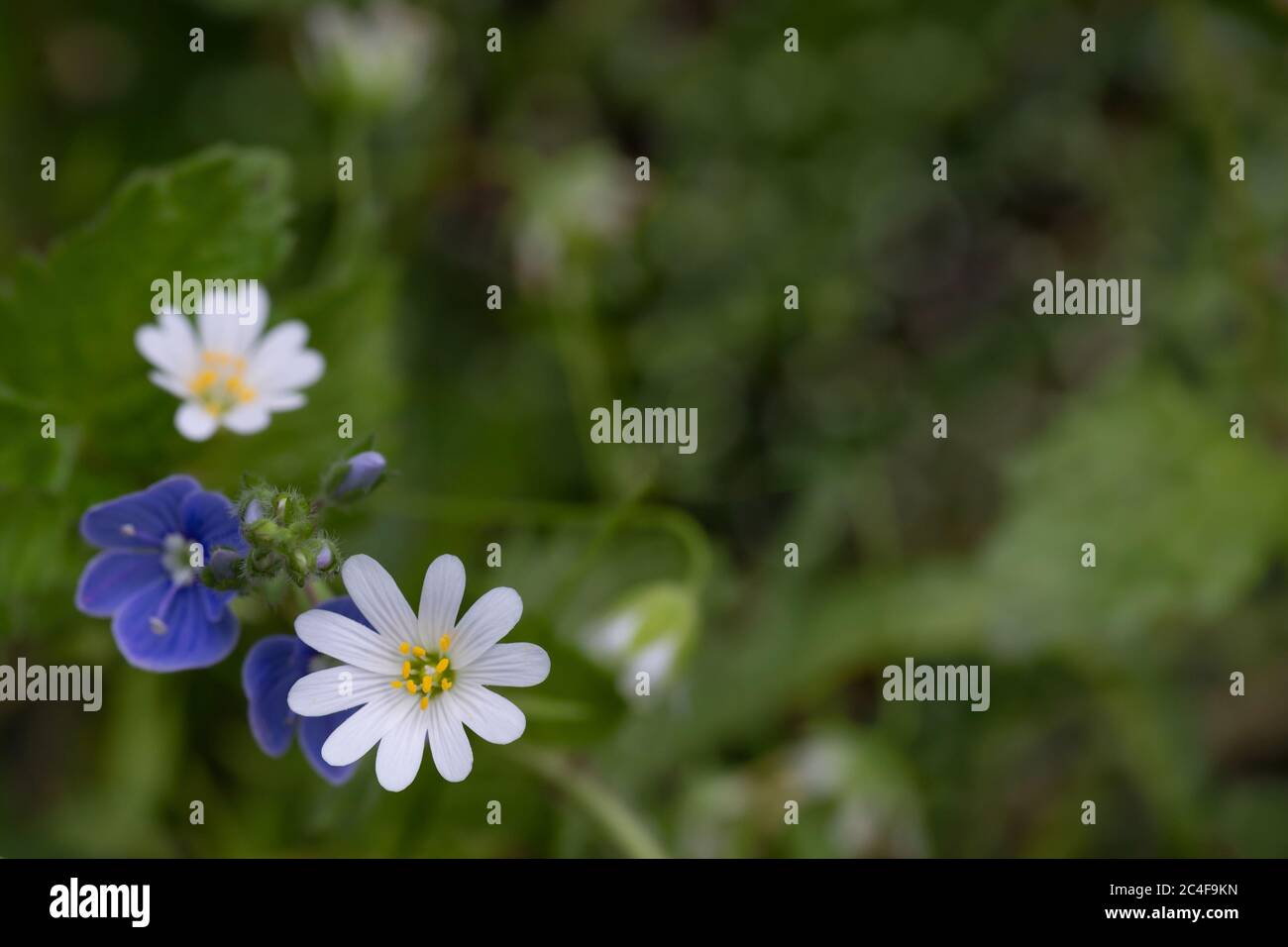 Primo piano di piccoli fiori di bosco per il tuo disegno botanico. Il concetto di primavera, estate, giorno della donna, giorno di San Valentino, matrimonio, festa, compleanno. Ma Foto Stock