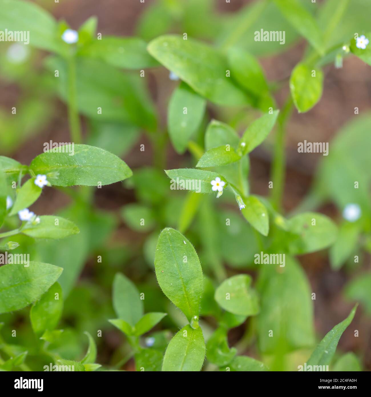 Primo piano di piante verdi con piccoli fiori bianchi in primavera, sfondo di foresta minuscoli fiori Foto Stock