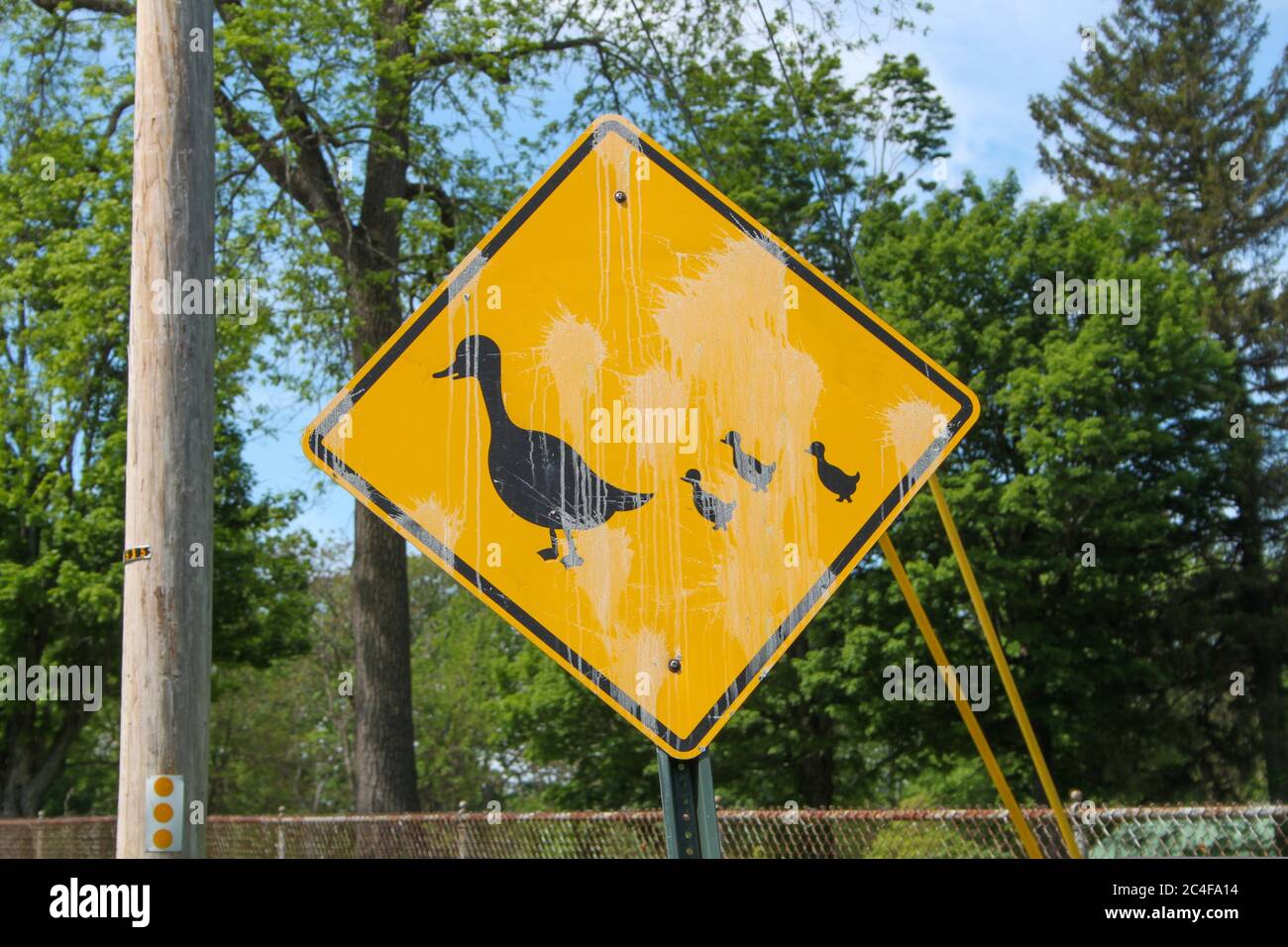 Primo piano colpo di un anatra sporco attraversamento segno in giallo in un'area di parco Foto Stock