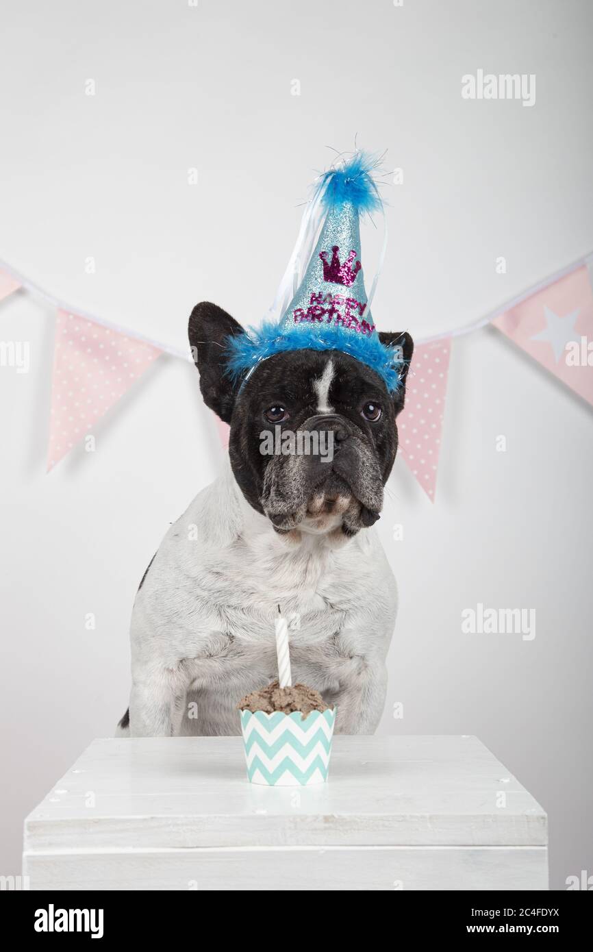 Scatto verticale di un bulldog francese che celebra il primo compleanno Foto Stock