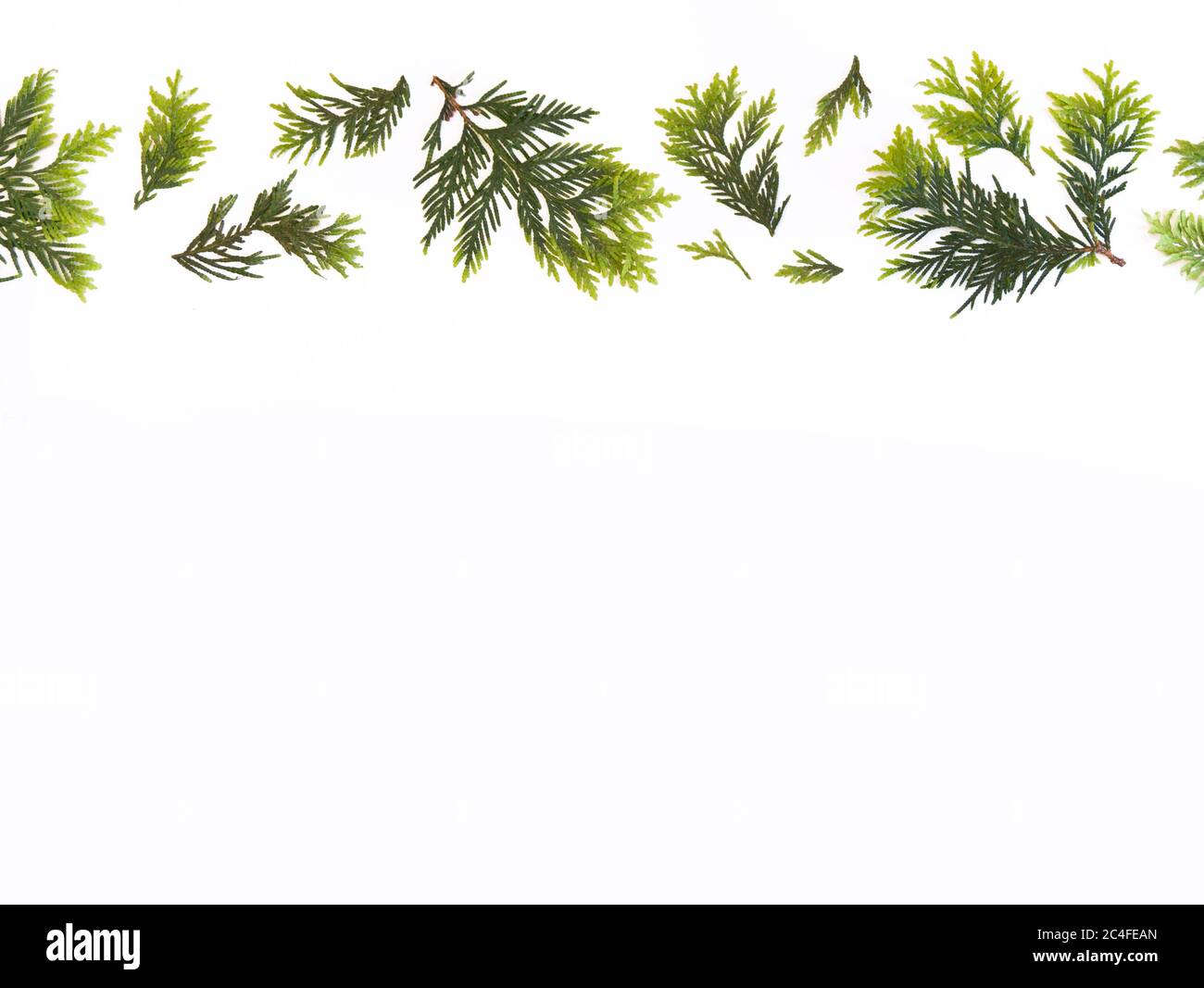 motivo floreale. cypress si dirama su uno sfondo bianco, il concetto di estate Foto Stock