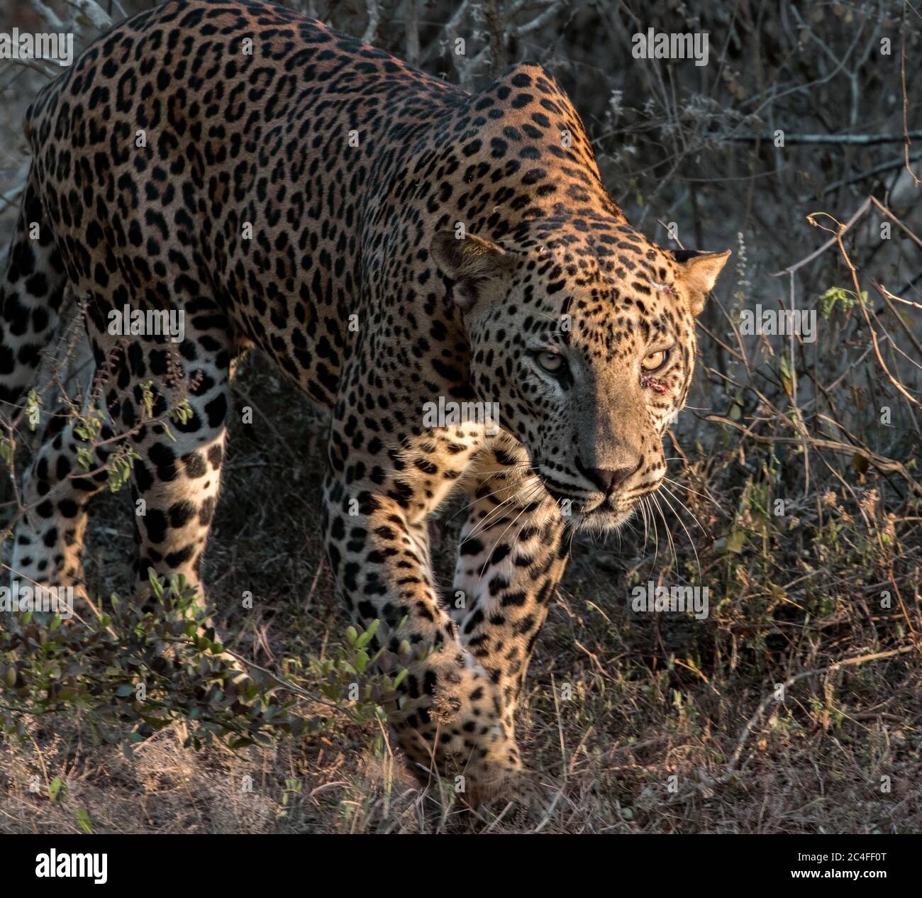 leopardo che cammina in luce dorata; leopardo che cammina nei cespugli; primo piano di un leopardo; primo piano di un leopardo; leopardo grande; Foto Stock