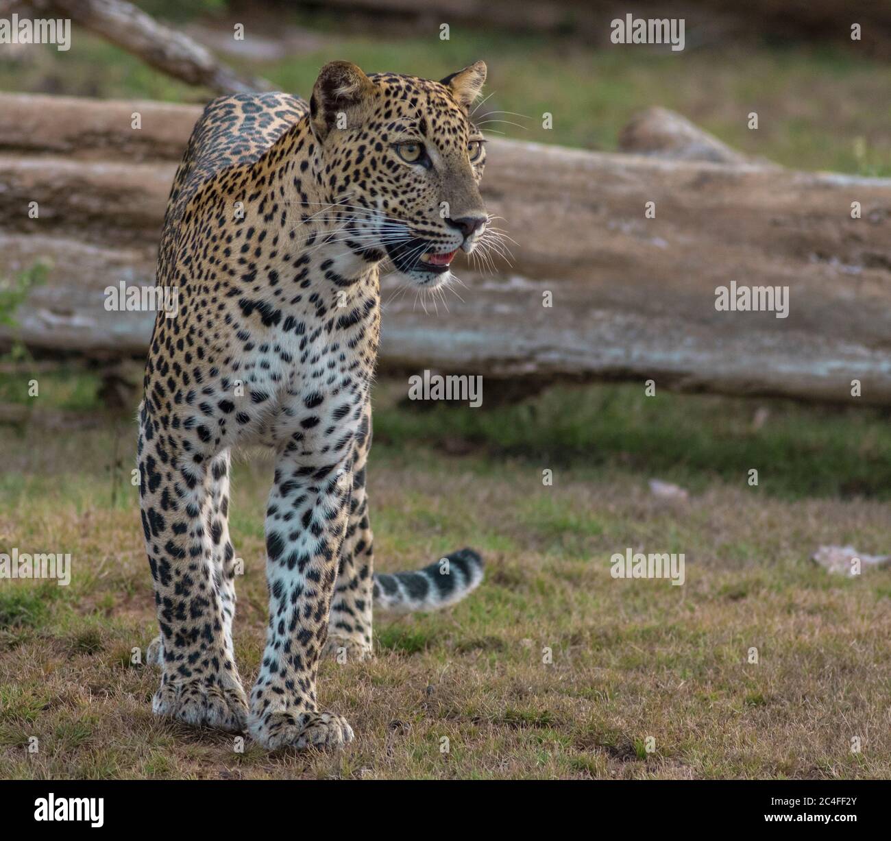 Leopardo alla luce del sole; leopardo alla luce del sole; leopardo alla luce dorata; leopardo dello Sri Lanka dal Parco Nazionale di Yala. Foto Stock