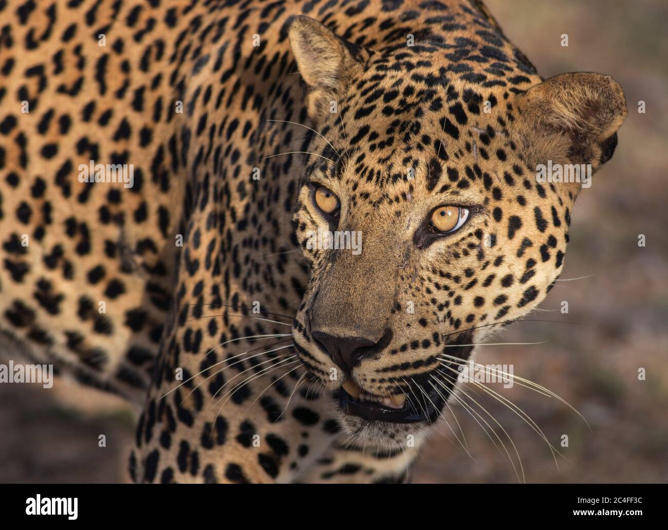 Grande leopardo maschio; Sunshine sul volto del leopardo; sole sul leopardo; leopardo al sole; leopardo alla luce del sole; primo piano di un leopardo; primo piano del leopardo; Foto Stock