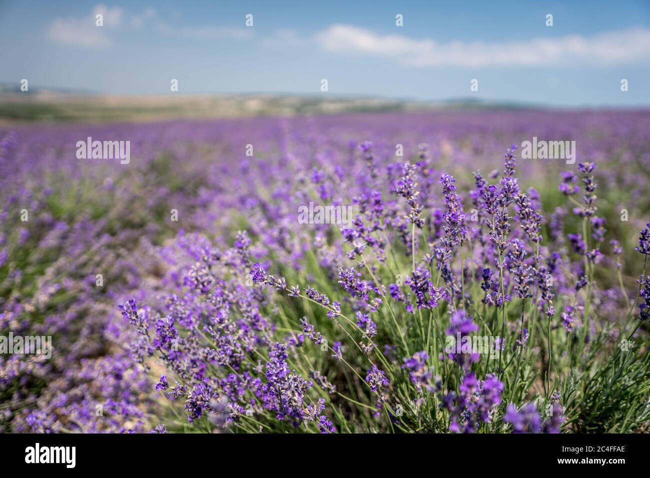 La Violetta fiori di lavanda in campo nella giornata di sole Foto Stock