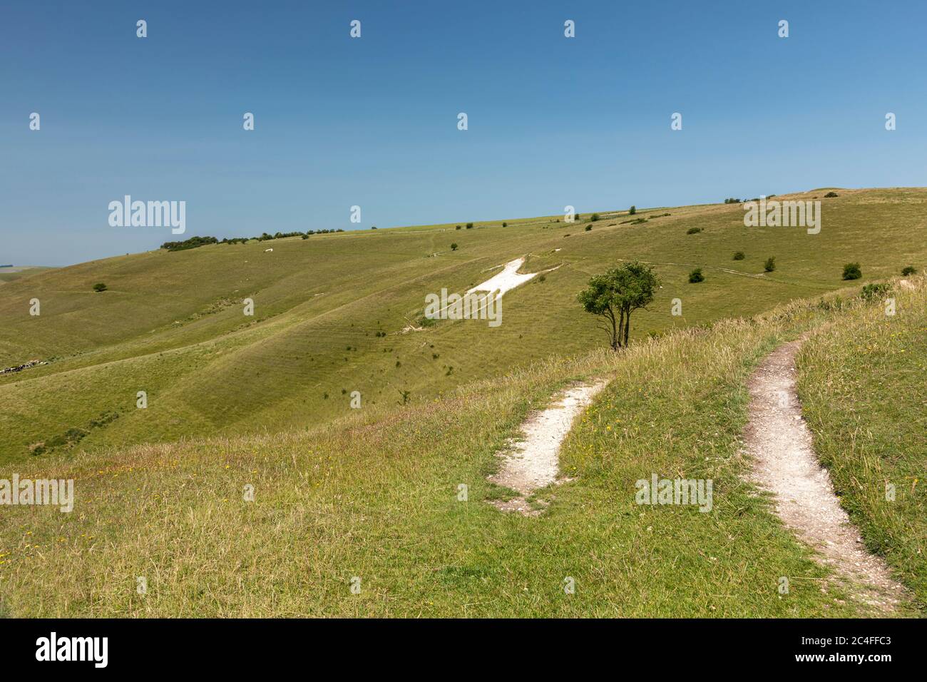 Il Cavallo Bianco di Alton Barnes, a ovest di Walkers Hill nella Riserva Naturale Nazionale di Pewsey Downs. Parte di North Wessex Downs AONB, Wiltshire, Inghilterra, Regno Unito Foto Stock