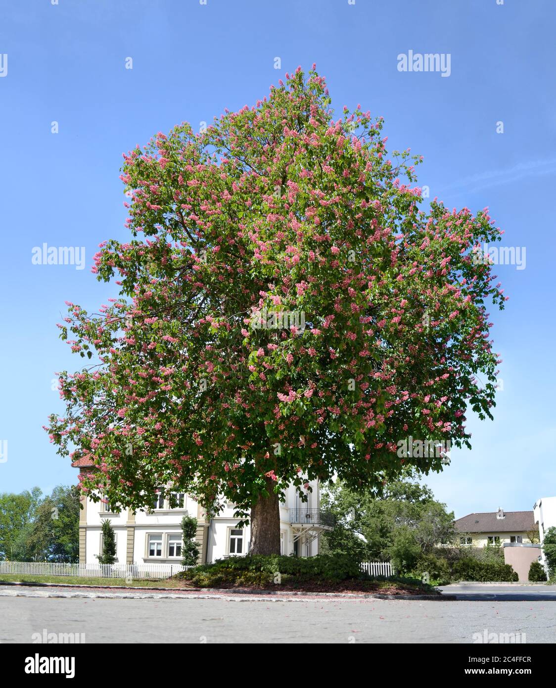 Comune rosso castagno albero continentale europea fogliame Foto Stock