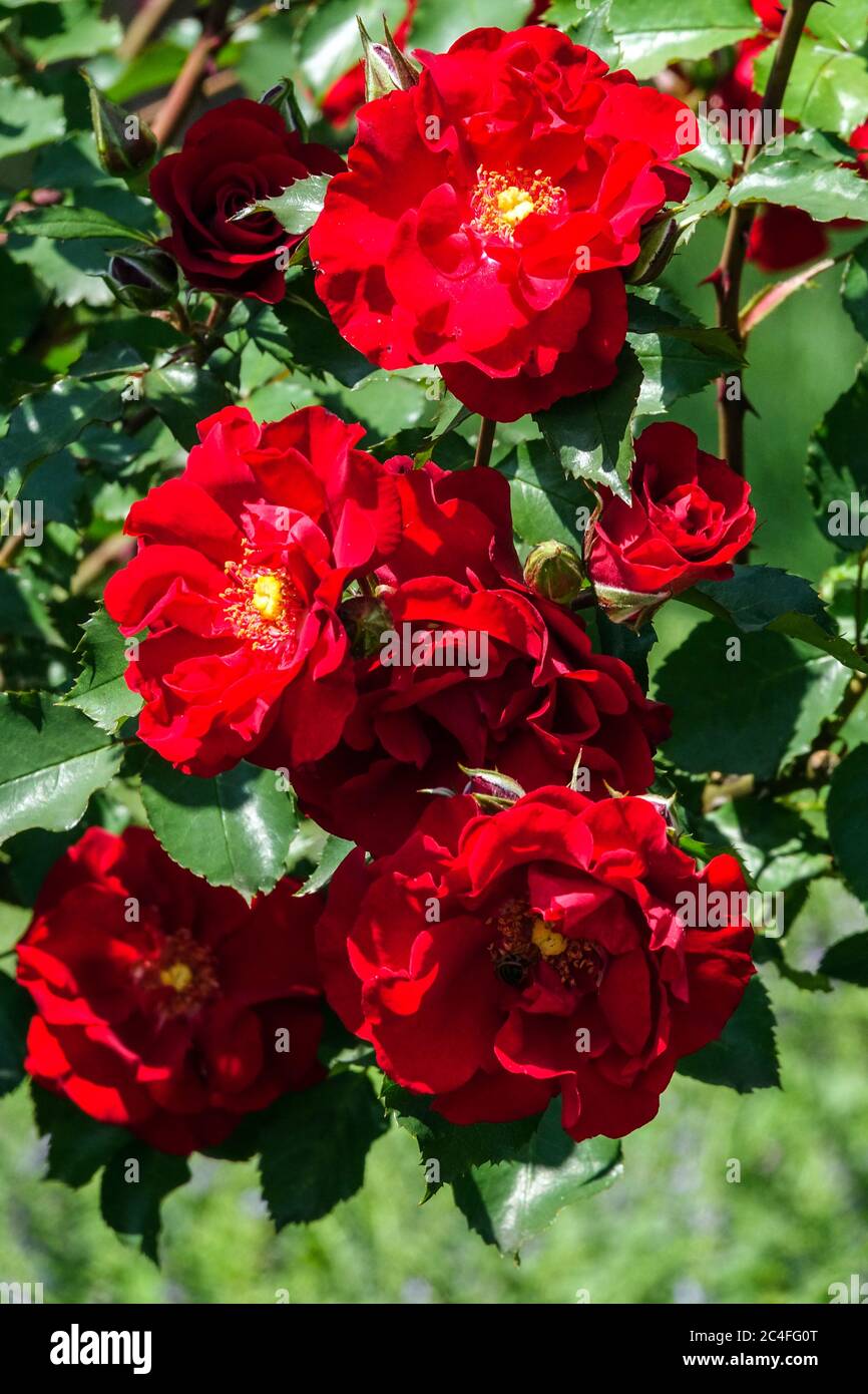 Rosa giardino rosso Rosa 'Roter Korsar' Foto Stock
