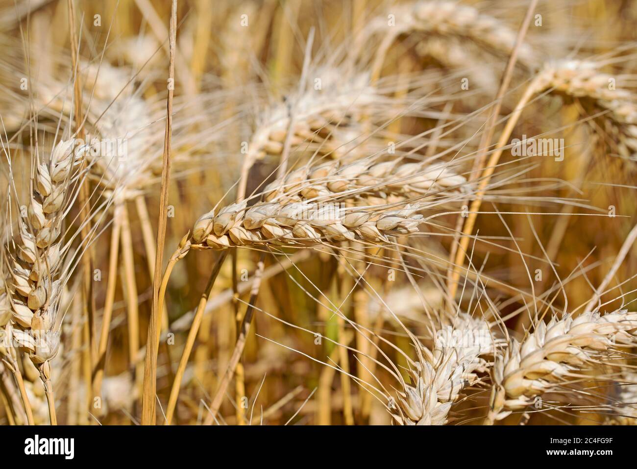 Segale maturo, Secale cereale, al momento della raccolta Foto Stock