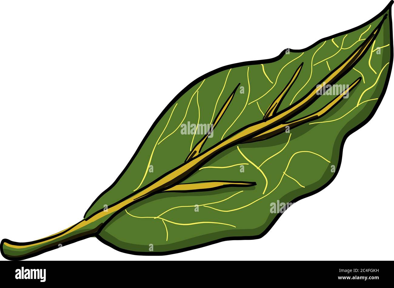 Foglia di baia, illustrazione, vettore su sfondo bianco Illustrazione Vettoriale