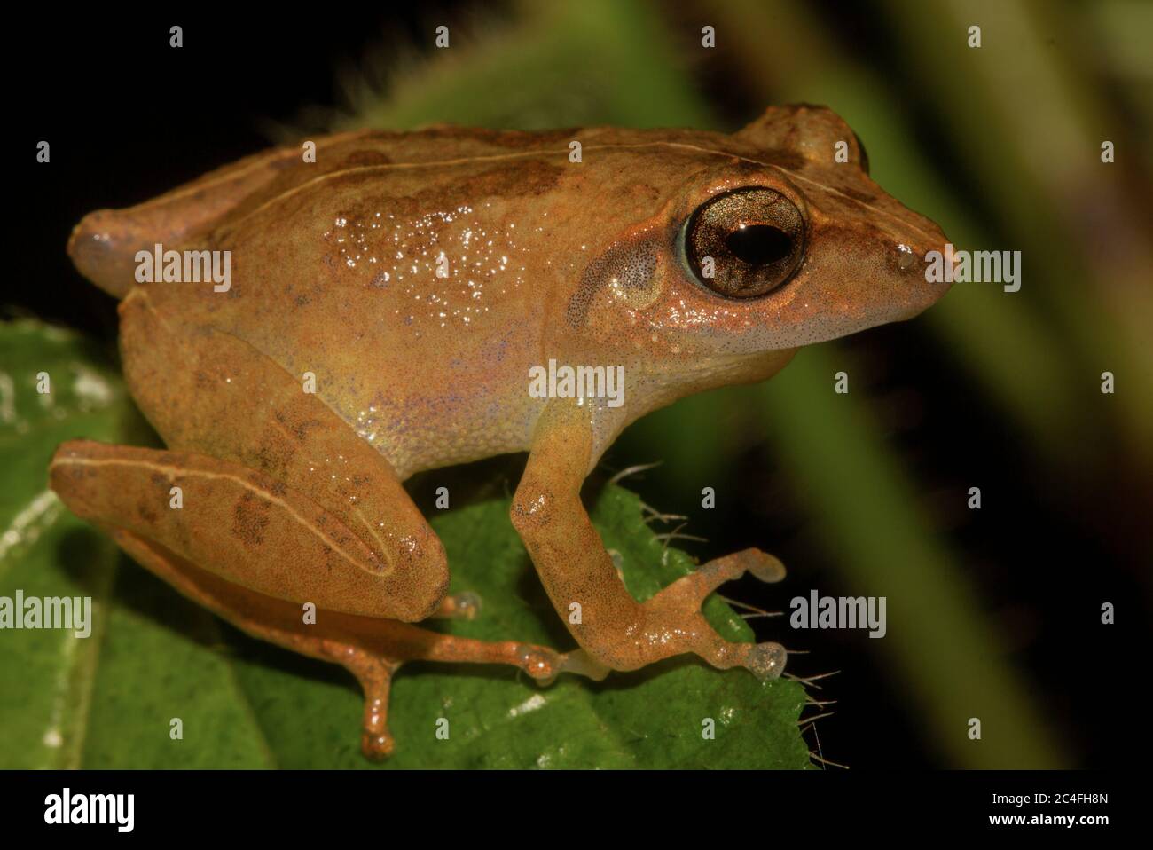Rana bruna su una foglia; rana piccola; rana carina; Pseudophilautus schneideri dallo Sri lanka; endemica dello Sri Lanka, rana arbusto di Schneider Foto Stock