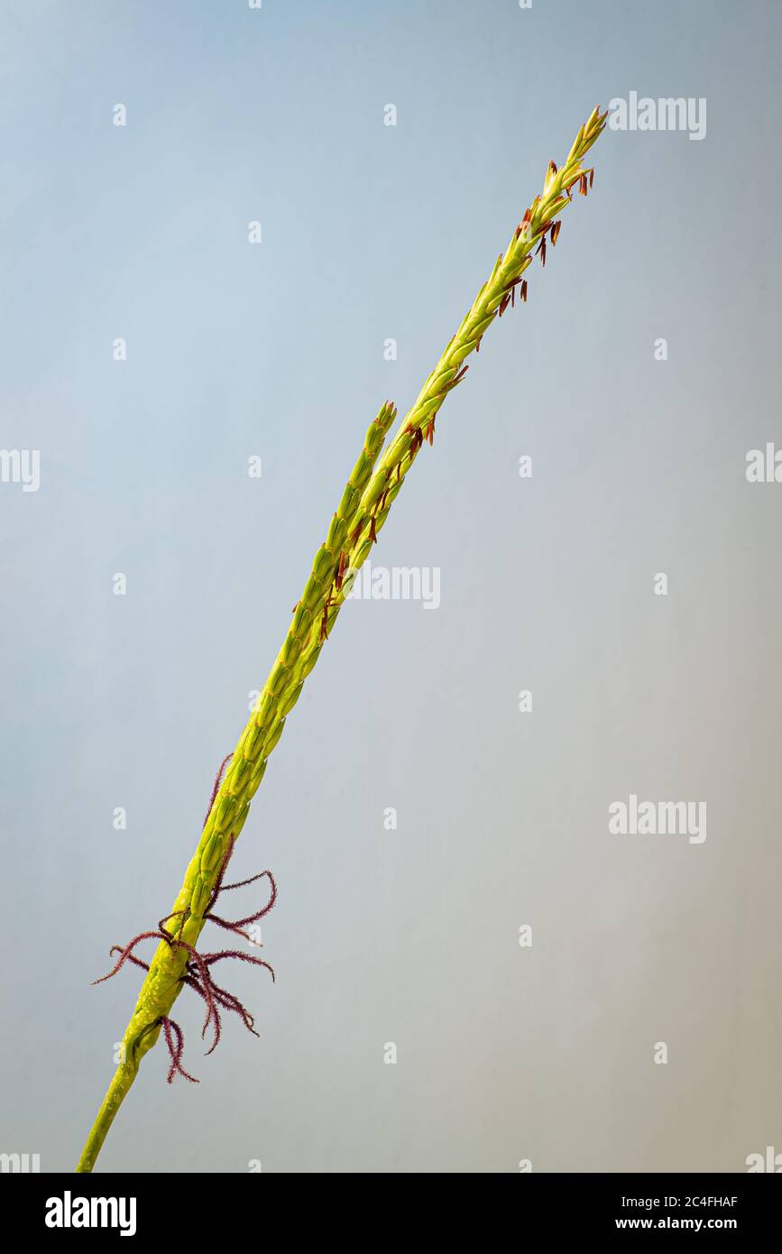 Testa di mare fiorita del gammagrass orientale (Tripsinum dactyloides), un'erba alta originaria degli Stati Uniti orientali fiori maschi in cima e femmina alla base. Selvaggio Foto Stock