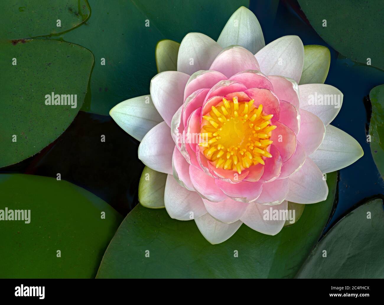 Fiore di giglio d'acqua in stagno in giardino nel centro della Virginia, Stati Uniti Foto Stock