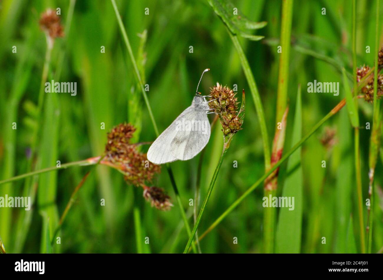 Legno Butterfly bianco, ' Leptidea sinapis' raro.Found in passeggiate boschive e macchia. Flies May e June.Meeth.Devon .UK. Foto Stock