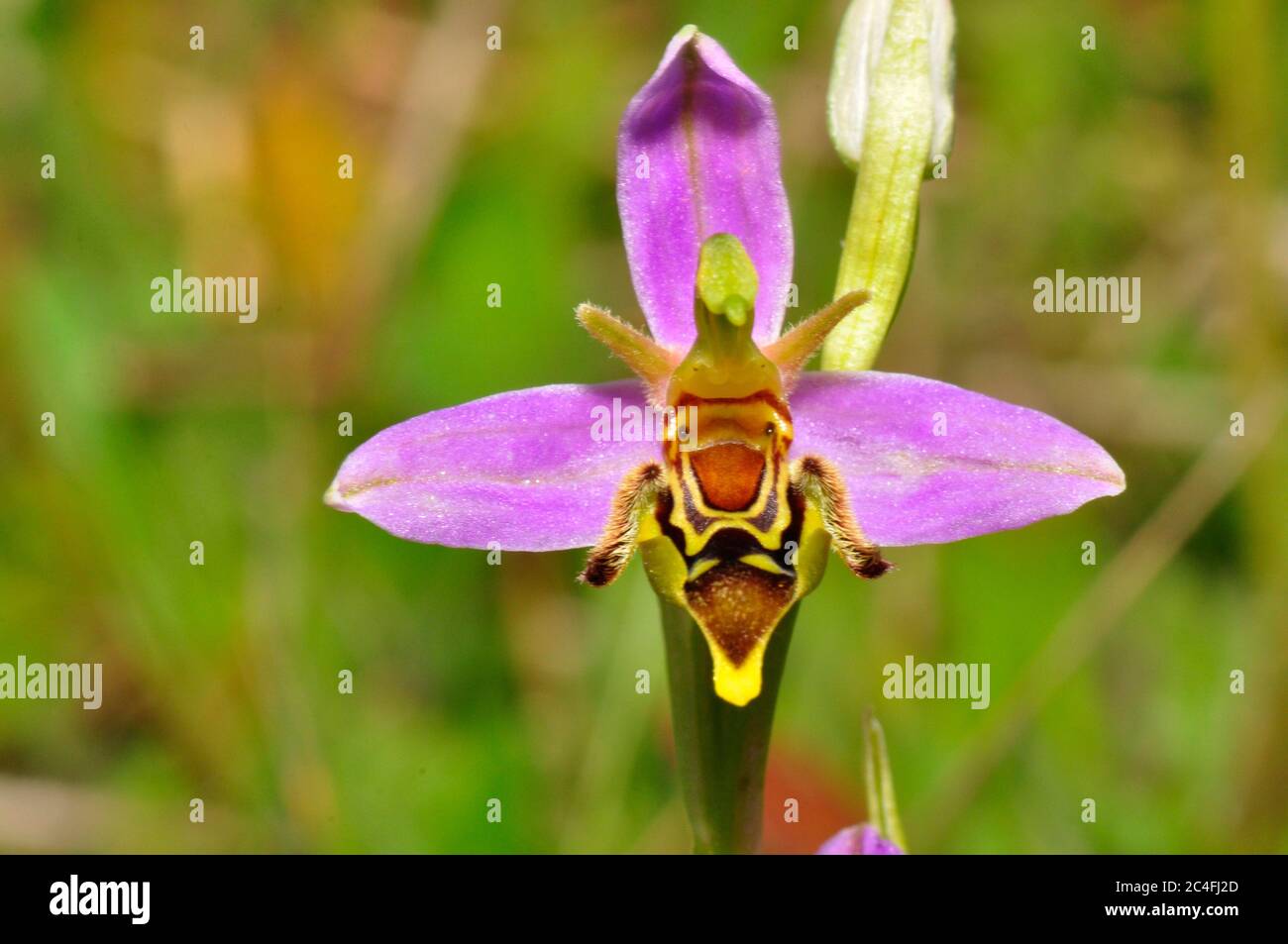 Bee Orchid,'Orphy apifera', rara variazione che cresce su praterie calcaree nel Wiltshire, UK, da giugno a luglio. Foto Stock