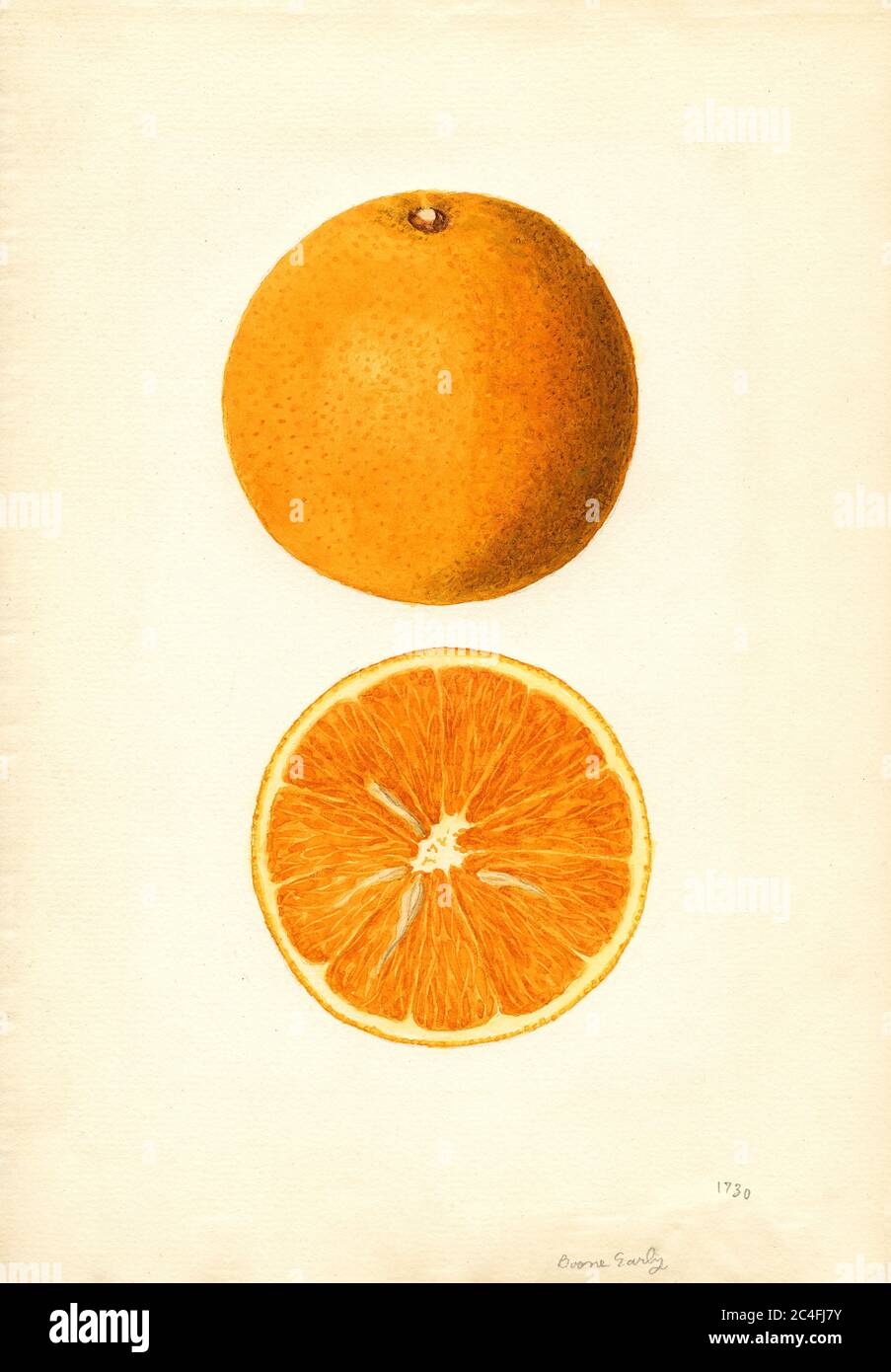 Arance, Boone Early Variety, Citrus sinensis, Windermere, Orange County, Florida, USA, Watercolor Illustration di James Marion Shull, U.S. Department of Agriculture Pomological Watercolor Collection, 1937 Foto Stock