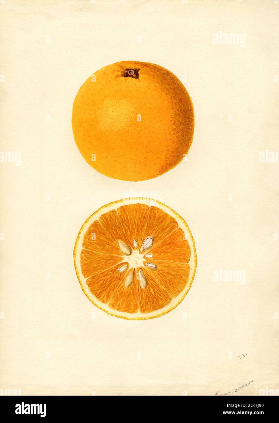 Arance, Homosassa varietà, Citrus sinensis, Orlando, Orange County, Florida, USA, Watercolor Illustration di James Marion Shull, U.S. Department of Agriculture Pomological Watercolor Collection, 1937 Foto Stock